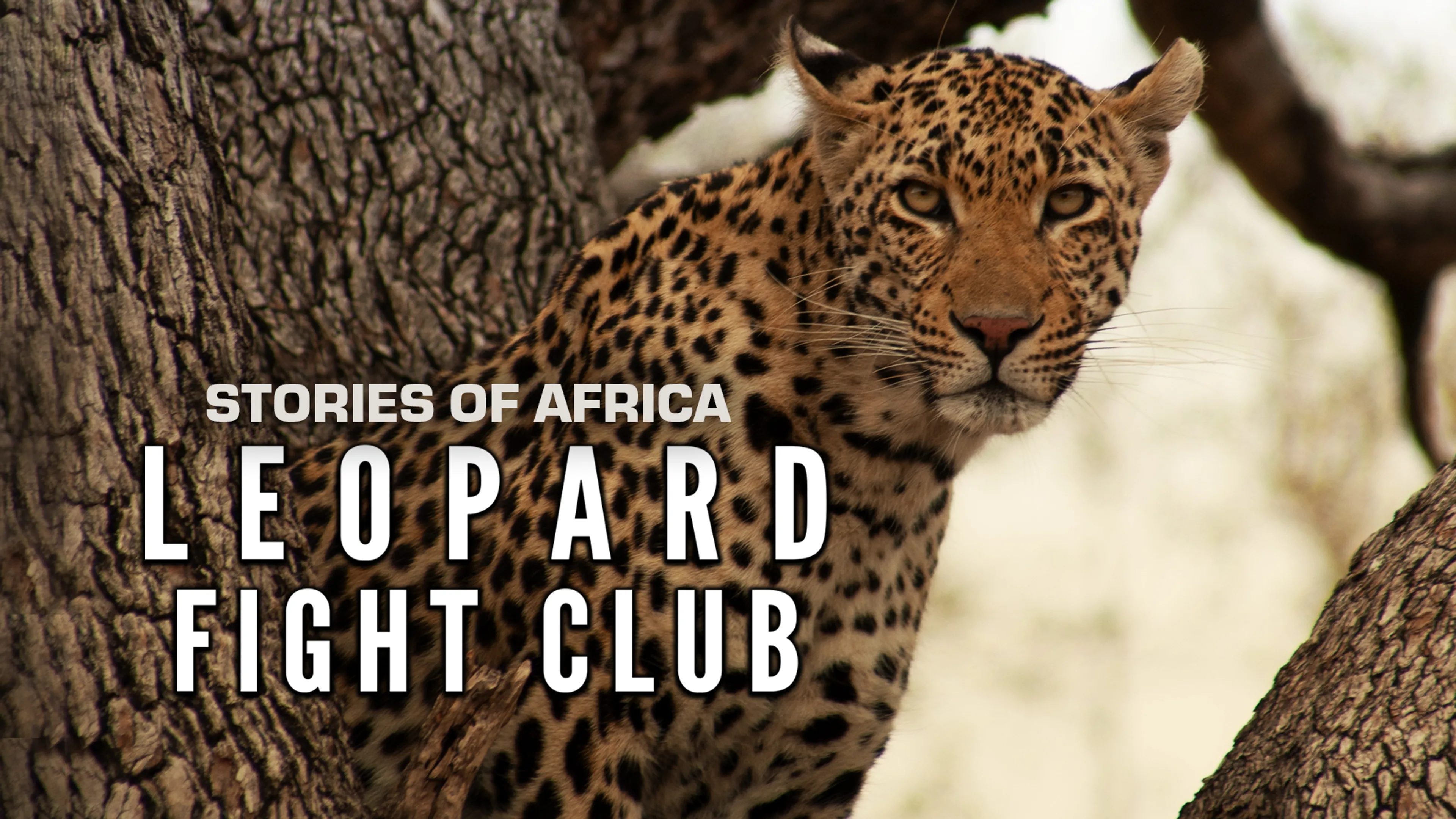 Stories of Africa: Leopard Fight Club poster